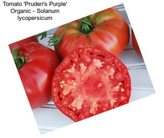 Tomato \'Pruden\'s Purple\' Organic - Solanum lycopersicum