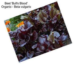 Beet \'Bull\'s Blood\' Organic - Beta vulgaris