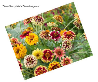 Zinnia \'Jazzy Mix\' - Zinnia haageana