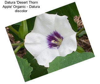 Datura \'Desert Thorn Apple\' Organic - Datura discolor