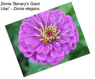 Zinnia \'Benary\'s Giant Lilac\' - Zinnia elegans