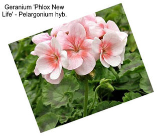 Geranium \'Phlox New Life\' - Pelargonium hyb.