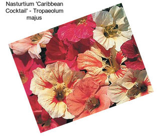 Nasturtium \'Caribbean Cocktail\' - Tropaeolum majus
