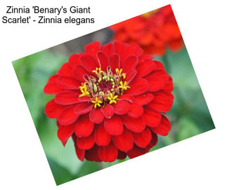 Zinnia \'Benary\'s Giant Scarlet\' - Zinnia elegans