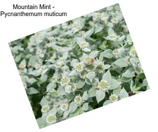 Mountain Mint - Pycnanthemum muticum