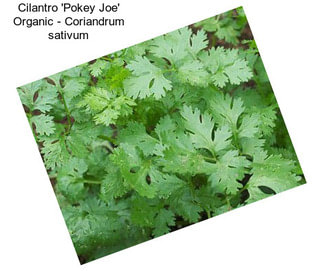 Cilantro \'Pokey Joe\' Organic - Coriandrum sativum
