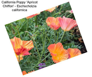 California Poppy \'Apricot Chiffon\' - Eschscholzia californica