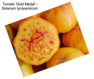 Tomato \'Gold Medal\' - Solanum lycopersicum