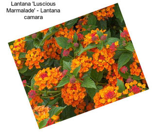 Lantana \'Luscious Marmalade\' - Lantana camara