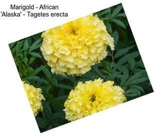 Marigold - African \'Alaska\' - Tagetes erecta