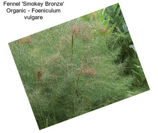 Fennel \'Smokey Bronze\' Organic - Foeniculum vulgare