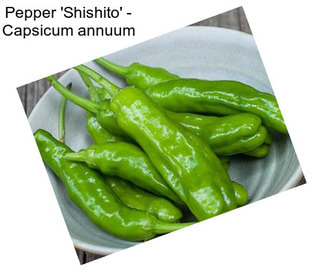 Pepper \'Shishito\' - Capsicum annuum