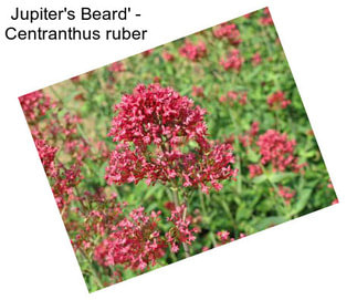 Jupiter\'s Beard\' - Centranthus ruber