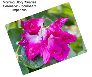 Morning Glory \'Sunrise Serenade\' - Ipomoea x imperialis