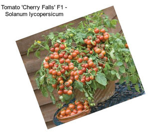 Tomato \'Cherry Falls\' F1 - Solanum lycopersicum