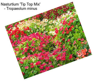 Nasturtium \'Tip Top Mix\' - Tropaeolum minus