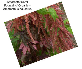 Amaranth \'Coral Fountains\' Organic - Amaranthus caudatus