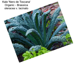 Kale \'Nero de Toscana\' Organic - Brassica oleracea v. lacinato