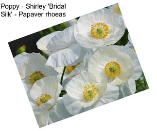 Poppy - Shirley \'Bridal Silk\' - Papaver rhoeas