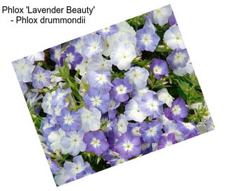 Phlox \'Lavender Beauty\' - Phlox drummondii