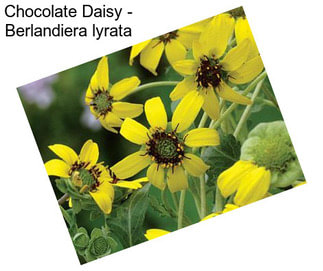 Chocolate Daisy - Berlandiera lyrata