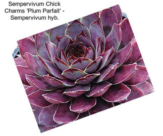 Sempervivum Chick Charms \'Plum Parfait\' - Sempervivum hyb.