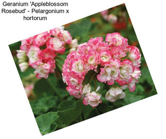 Geranium \'Appleblossom Rosebud\' - Pelargonium x hortorum
