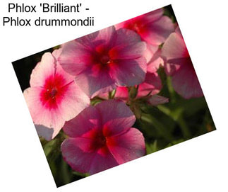 Phlox \'Brilliant\' - Phlox drummondii