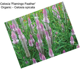 Celosia \'Flamingo Feather\' Organic - Celosia spicata