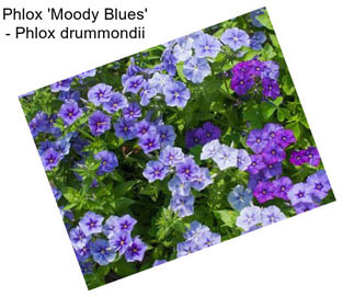 Phlox \'Moody Blues\' - Phlox drummondii