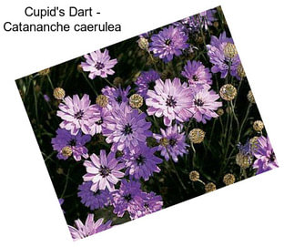 Cupid\'s Dart - Catananche caerulea