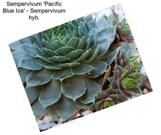 Sempervivum \'Pacific Blue Ice\' - Sempervivum hyb.