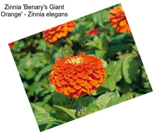 Zinnia \'Benary\'s Giant Orange\' - Zinnia elegans