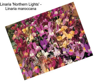 Linaria \'Northern Lights\' - Linaria maroccana