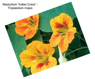 Nasturtium \'Indian Cress\' - Tropaeolum majus