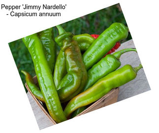 Pepper \'Jimmy Nardello\' - Capsicum annuum