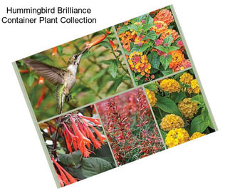 Hummingbird Brilliance Container Plant Collection