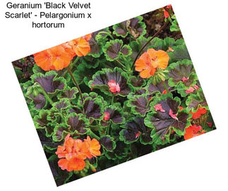 Geranium \'Black Velvet Scarlet\' - Pelargonium x hortorum