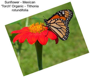 Sunflower - Mexican \'Torch\' Organic - Tithonia rotundifolia