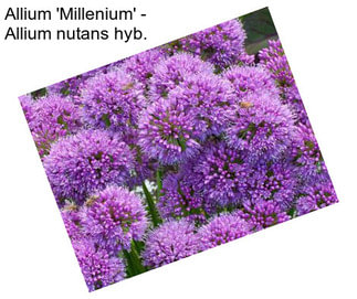 Allium \'Millenium\' - Allium nutans hyb.