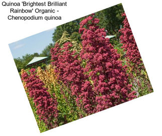 Quinoa \'Brightest Brilliant Rainbow\' Organic - Chenopodium quinoa