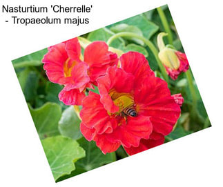 Nasturtium \'Cherrelle\' - Tropaeolum majus