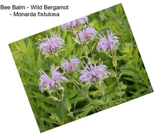 Bee Balm - Wild Bergamot - Monarda fistulosa