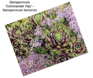 Sempervivum \'Commander Hay\' - Sempervivum tectorum