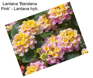 Lantana \'Bandana Pink\' - Lantana hyb.