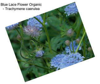 Blue Lace Flower Organic - Trachymene caerulea