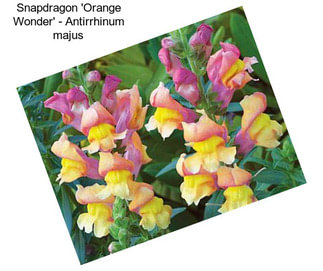 Snapdragon \'Orange Wonder\' - Antirrhinum majus