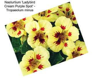 Nasturtium \'Ladybird Cream Purple Spot\' - Tropaeolum minus