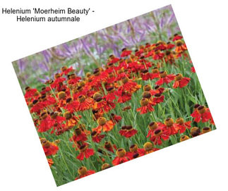 Helenium \'Moerheim Beauty\' - Helenium autumnale