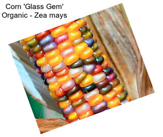 Corn \'Glass Gem\' Organic - Zea mays